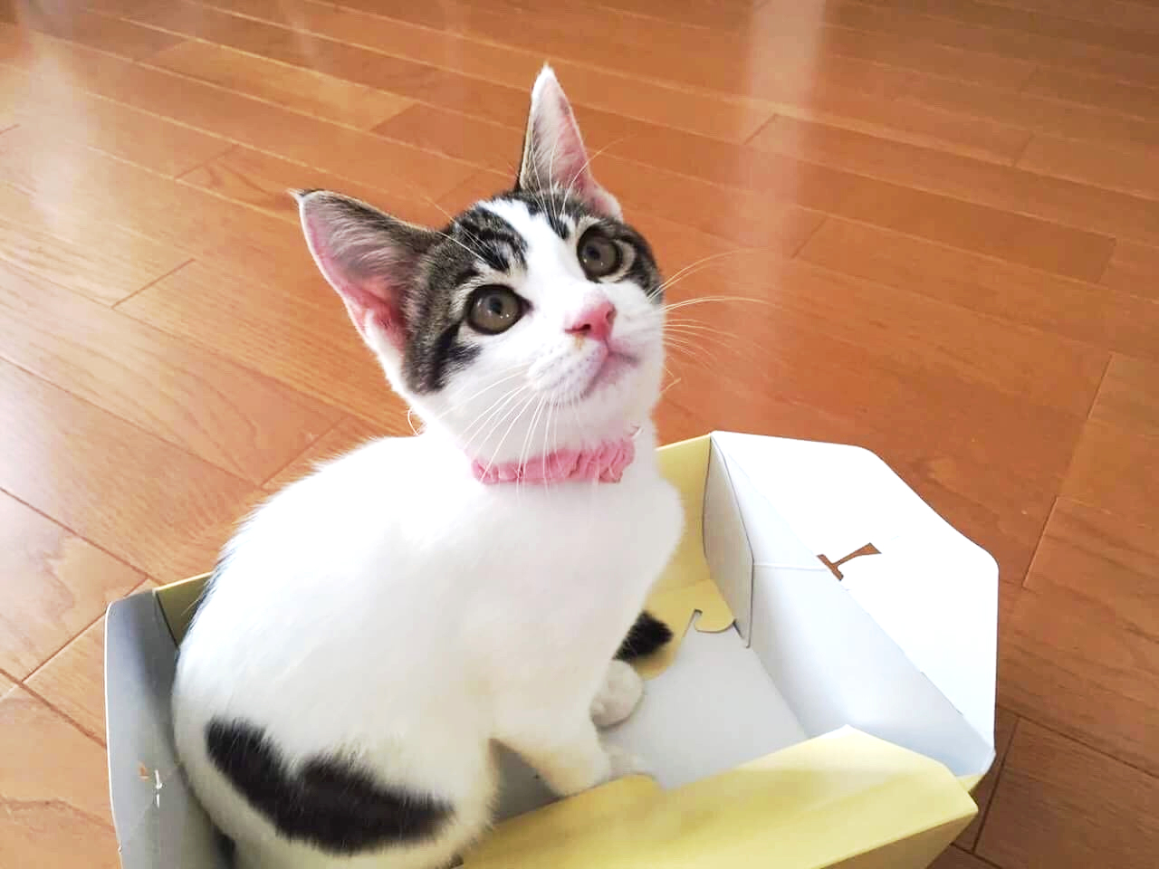 ⭐︎shiroshirosページ⭐︎のびねこ岡山他⑤ rectangle_large_type_2_3c365c9